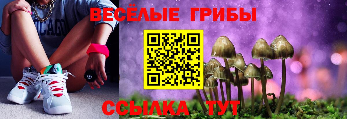 Галлюциногенные грибы Psilocybe Новодвинск